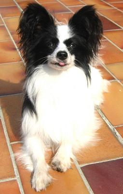 SPANIEL PITIC CONTINENTAL